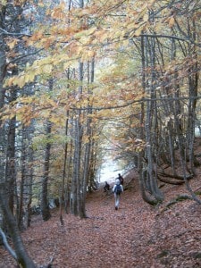 Bosques para admirar fauna y flora