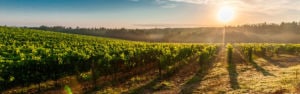 Read more about the article Wine Tracks, La Rioja